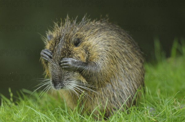 Desperate nutria with hands in front of its eyes on a green meadow, Nutria (Myocastor coypus)