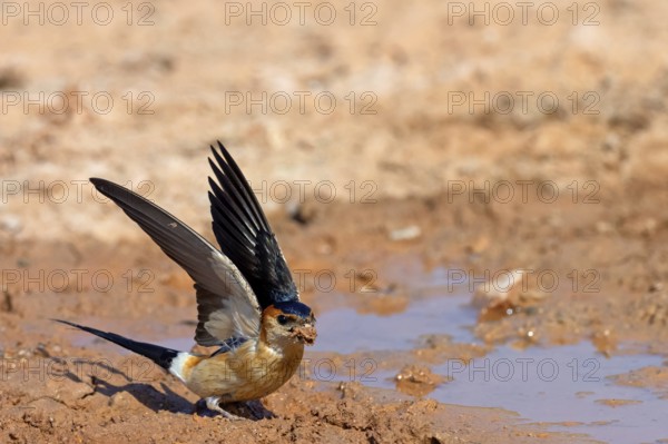 Red-rumped swallow (Hirundo daurica), Lesbos Island, Greece, Europsa, Europe