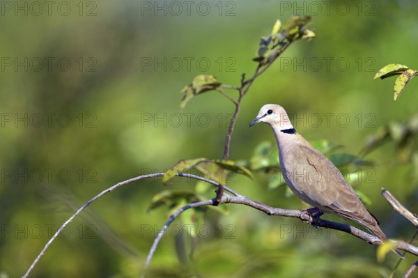 Red-crested Pigeon, (Streptopelia vinacea), Red-winged Turtle Dove, Morgan Kunda lodge / road to