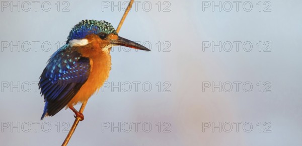 Crested Kingfisher, Corythohrnis cristatus, (Alcedo cristata), Kingfisher family, Malachite