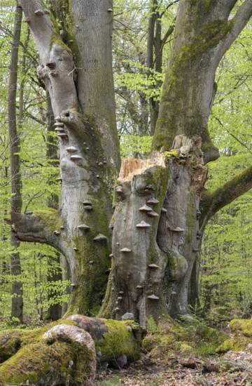 Old copper beech (Fagus sylvatica) with tinder fungus (Fomes fomentarius), triple beech, one trunk