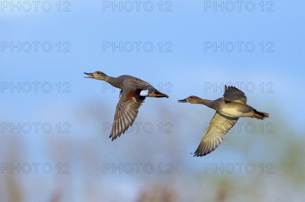 Gadwall, (Anas strepera), Mareca strepera, two ducks in flight, Wagbachniederung, Wagh‰usl,