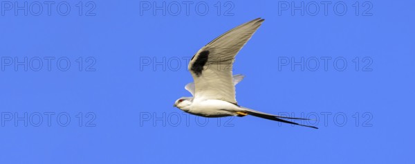 Swallow-tailed Kite, (Chelictinia riocourii), also Scissor-tailed Kite, African Swallow-tailed