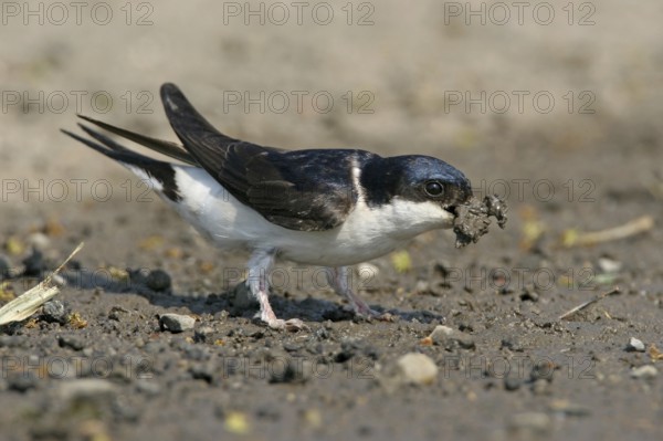 House Martin, Town Swallow, common house martin (Delichon urbica), Black Sea coast, Lesbos Island,