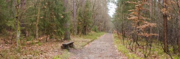 Bench on the path through the forest, Waren, Müritz, Müritz National Park, Mecklenburg Lake