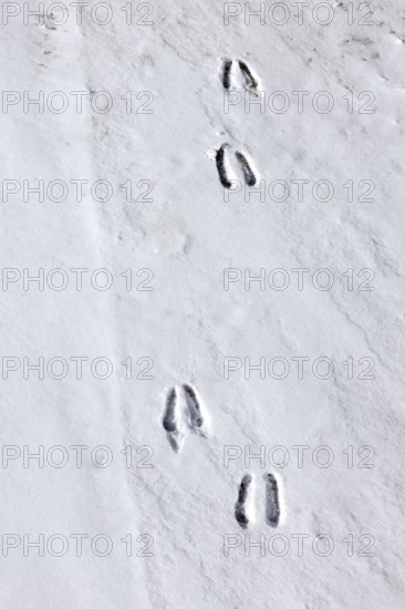 Alpine chamois (Rupicapra rupicapra) footprints, tracks in the snow showing the cloven hooves in
