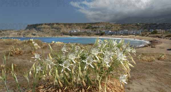 White pancratium on the beach with a view of the sea and mountains in the background, Arkasa,