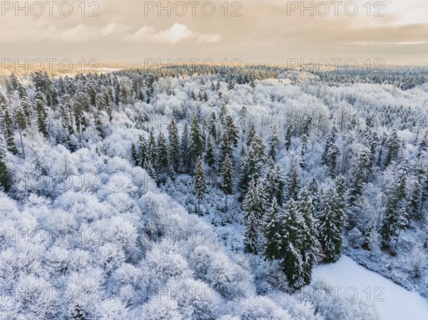 Frosty forest with snow and tall trees under a cloudy sky, Bad Wildbad, district of Calw, Black