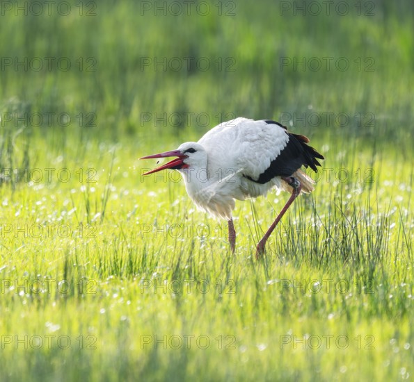 White stork (Ciconia ciconia) foraging in a meadow, spider threads on the grass, Lower Saxony,