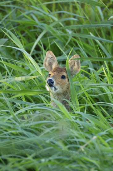 Chinese water deer (Hydropotes inermis) adult animal amongst reeds of a reedbed, England, United