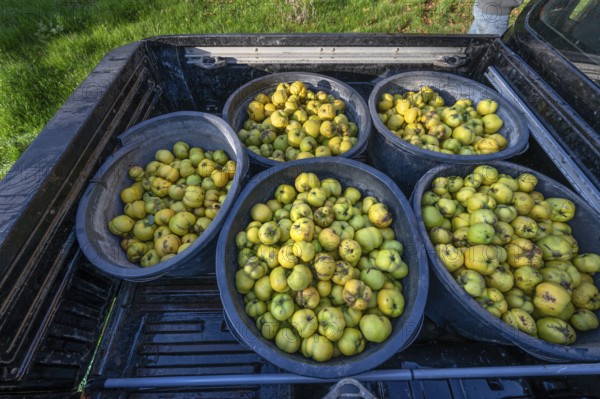 Freshly harvested quinces (Cydonia oblonga) in tonnes on a pickup truck, Mecklenburg-Vorpommern,
