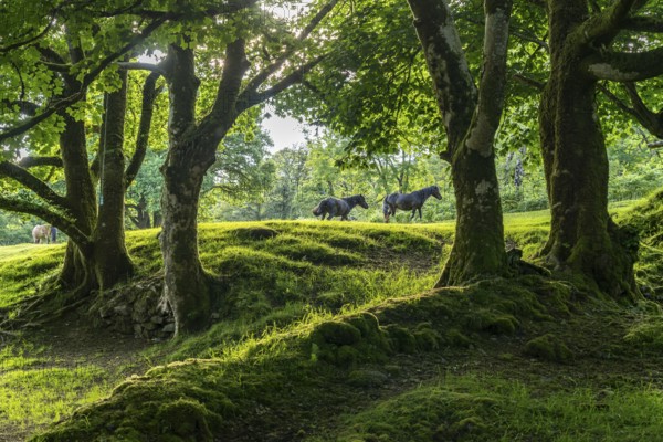 Horses in a clearing in the forest, Dartmoor, Devon, England, Great Britain
