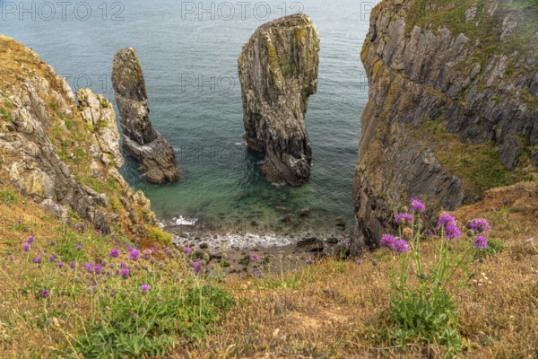 Elegug Stacks or Stack Rocks rock formation in the Pembrokeshire Coast National Park,