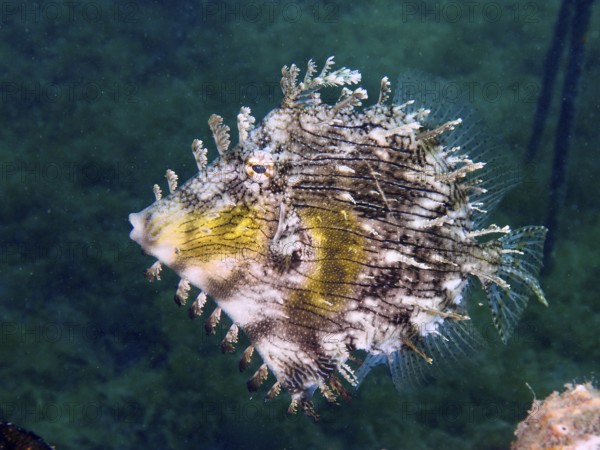 Jewelled filefish (Chaetodermis penicilligerus), filefish, with unique pattern floating in the