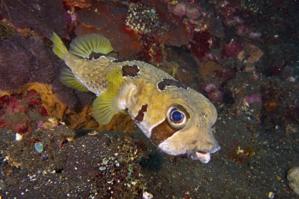 A yellow-brownish spotted masked porcupinefish (Diodon liturosus) swimming in the reef, dive site