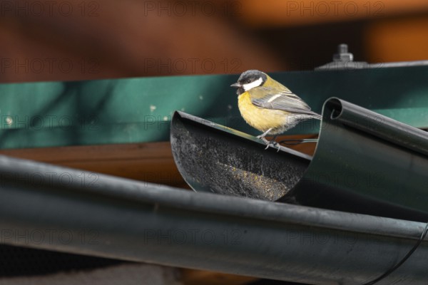 A great tit (Parus major) sits on a green gutter, illuminated by soft sunlight