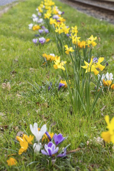 Flowering strip between tram tracks and road with yellow and purple crocuses (crocus) and daffodils