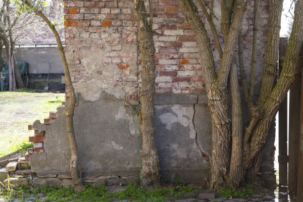 Stems of Sambucus nigra (Sambucus nigra) growing on an old wall, Dresden, Saxony, Germany, Europe