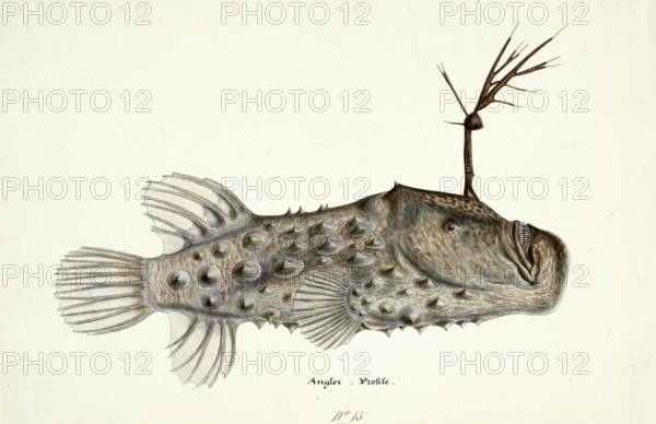 Spiny anglerfish, Himantolophus appelii, The prickly anglerfish, fish, reproduction of an original,