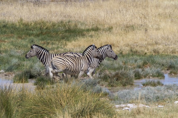 Steppe zebras at a waterhole in Etosha National Park, Namibia, Africa