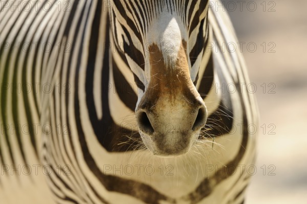Close-up of the zebra owl with stripe pattern and fine details, Grevyzebra (Equus grevyi), captive