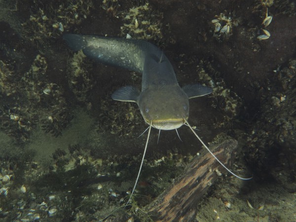 A close-up of a catfish (Silurus glanis), Waller, with clear barbels in an underwater landscape.