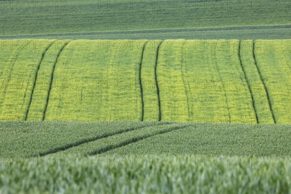 Cereal fields in spring with vehicle tracks in the fresh green, Neckarwestheim, Baden-Württemberg,
