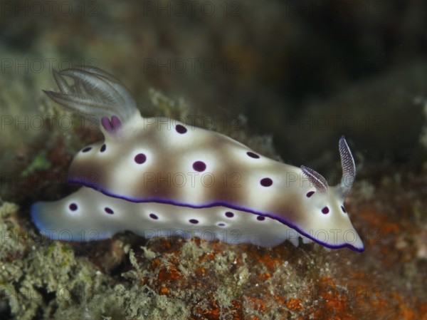 Dotted nudibranch with red-brown and white colours, star snail (Hypselodoris tryoni), on substrate