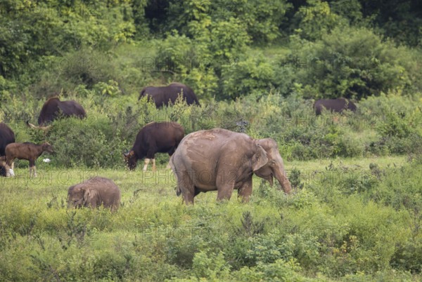 Indian elephants (Elephas maximus indicus), Khiri Khan, Hua Hin, Kui Buri National Park, Thailand,