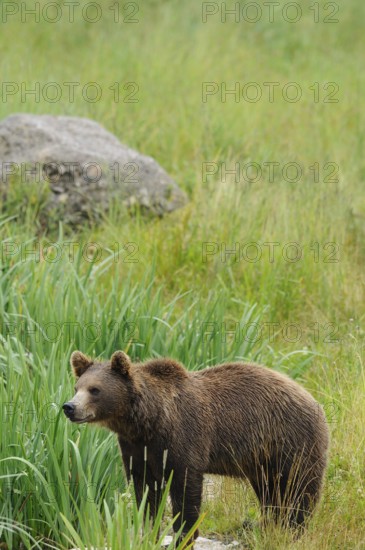 A bear stands attentively on a green meadow, Eurasian brown bear (Ursus arctos arctos), Bavarian