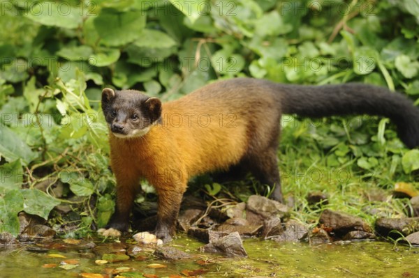 A marten stands by a small watercourse, surrounded by green forest vegetation, coloured marten,