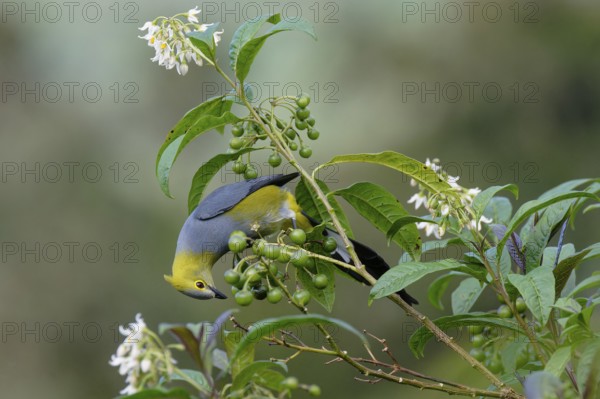 Long-tailed Silky-flycatcher, Ptiliogonys caudatus feeding on Twoleaf nightshade berries, Costa