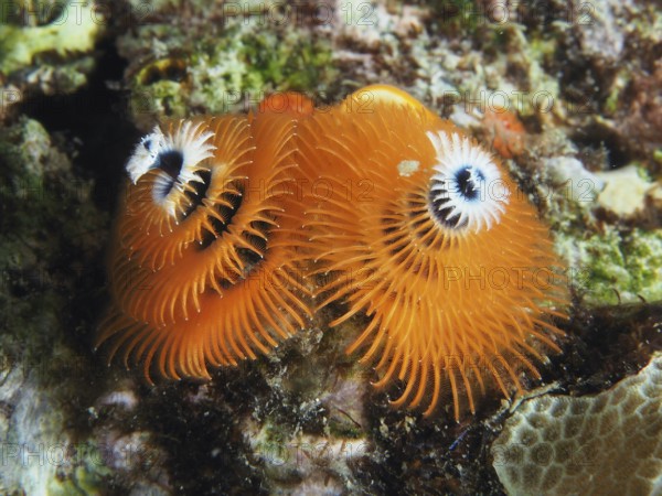 Orange Indo-Pacific Christmas tree worm (Spirobranchus corniculatus) on reef, dive site Pidada,