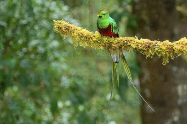 Male Resplendent quetzal (Pharomachrus mocinno) on branch, Costa Rica, Central America