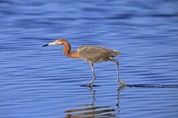 Reddish Egret (Egretta rufescens), adult, in water, foraging, hunting, alert, Merritt Island, Black