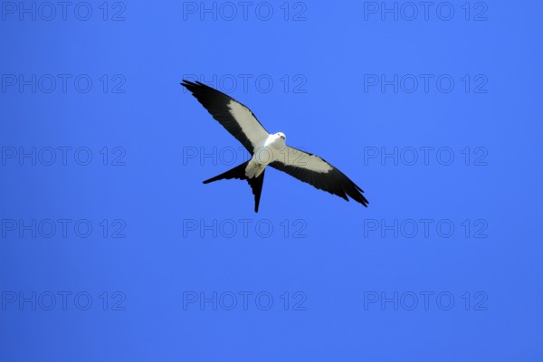 Swallow Harrier (Elanoides forficatus), adult, flying, Orlando, Florida, North America, USA, North