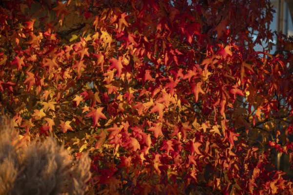 Autumn-coloured fan maple (Acer palmatum), Mecklenburg-Western Pomerania, Germany, Europe
