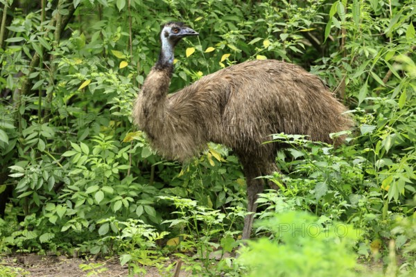 Emu (Dromaius novaehollandiae), adult foraging, Australia, Oceania
