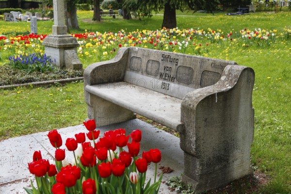 Gönningen tulip blossom, historic Gönningen cemetery, stone bench with inscription, donated by W.