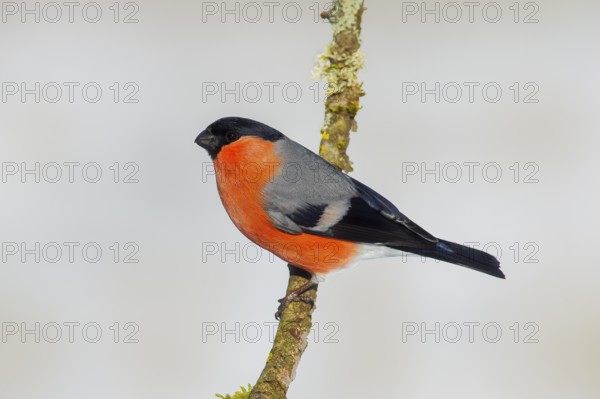 Bullfinch (Pyrrhula pyrrhula), Gimbel, male sitting on branch, light background, wildlife, winter,