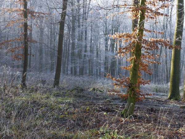 View of a beech tree in the forest with hoarfrost frozen vegetation in backlight, landscape photo,