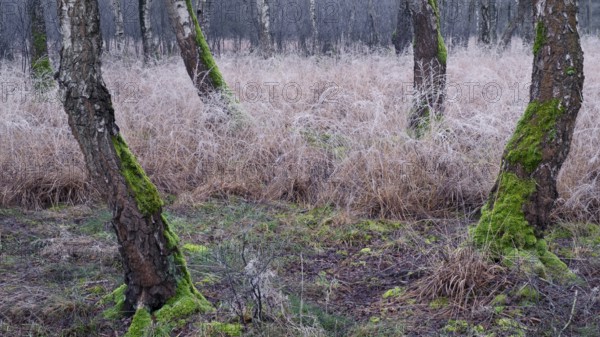 View of frozen grasses and birch trees covered with moss in the forest, landscape photo, nature