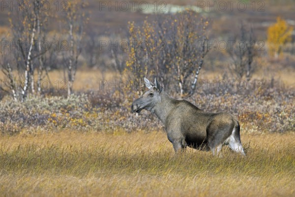Moose, elk (Alces alces), adult female, cow on the taiga in autumn, fall, Sweden, Scandinavia,