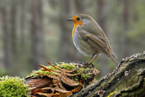 European robin (Erithacus rubecula) perched on tree stump looking for insects and other