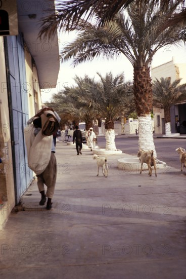 Goats walking along a road, Ghardaia, M?zab Oasis, Tunisia, North Africa 1973, Africa