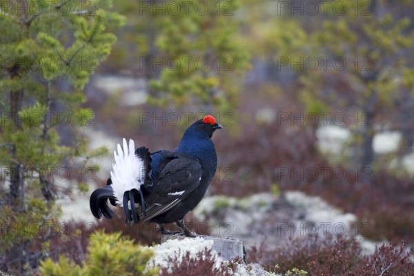 Scandinavia, Sweden, black grouse in summer (Tetrao tetrix), cock, Vesterberget, Hamra, Sweden,