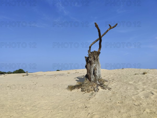 Dead tree in the De Pollen dune landscape, De Hoge Veluwe National Park, Otterlo, province of