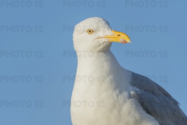 Portrait of a herring gull (Larus argentatus) in the cliffs of the Atlantic Ocean. Camaret, Crozon,