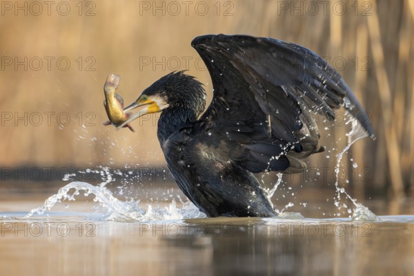 Great cormorant (Phalacrocorax carbo) with catfish as prey, hunting, fishing, preying, sunrise,