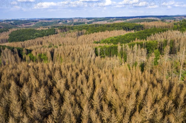Forest dieback in the Arnsberg Forest nature park Park, over 70 per cent of the spruce trees are